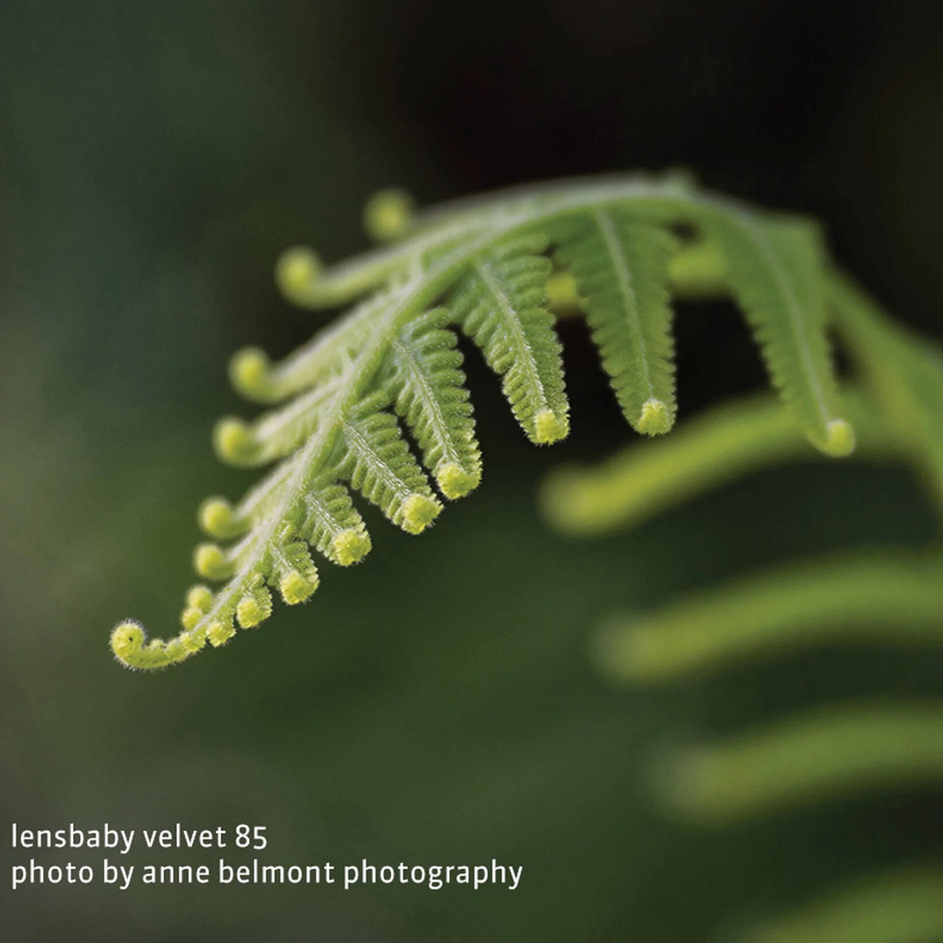 Lensbaby Velvet 85mm f/1.8 Lens - Image 4